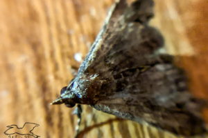 A full color closeup image of a somewhat feat up brown and black, male ambiguous moth as it rests on a wooden door.