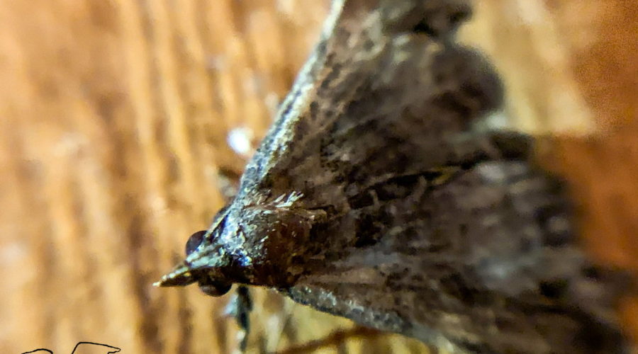 A full color closeup image of a somewhat feat up brown and black, male ambiguous moth as it rests on a wooden door.