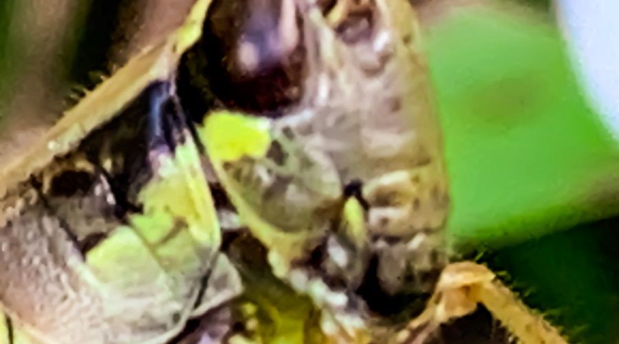 A full color, closeup photograph of the green, brown, and black head of a red legged grasshopper