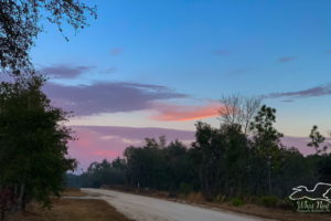 A beautiful blue sky with pink and purple clouds on the horizon as the sun sets over the central Florida sandhills. Below the sky is a lime rock country road through the woods.