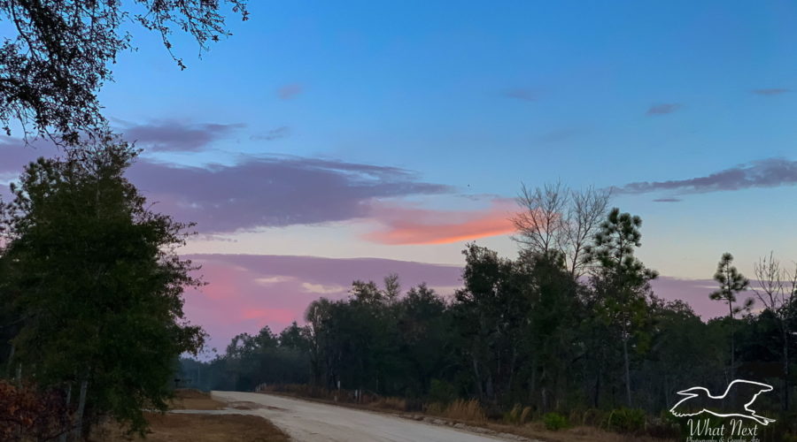 A beautiful blue sky with pink and purple clouds on the horizon as the sun sets over the central Florida sandhills. Below the sky is a lime rock country road through the woods.