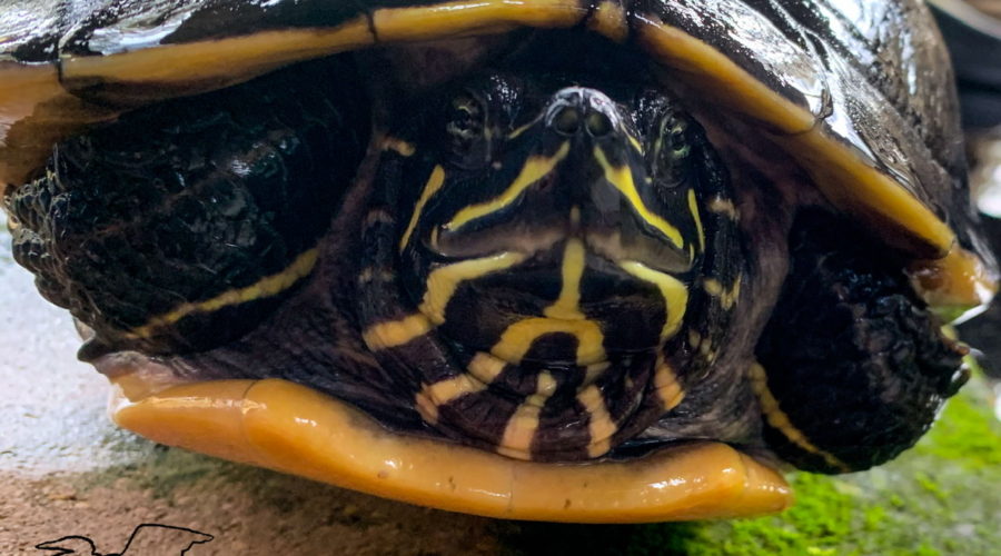 A Florida cooter basking in the sun on a warm rock.