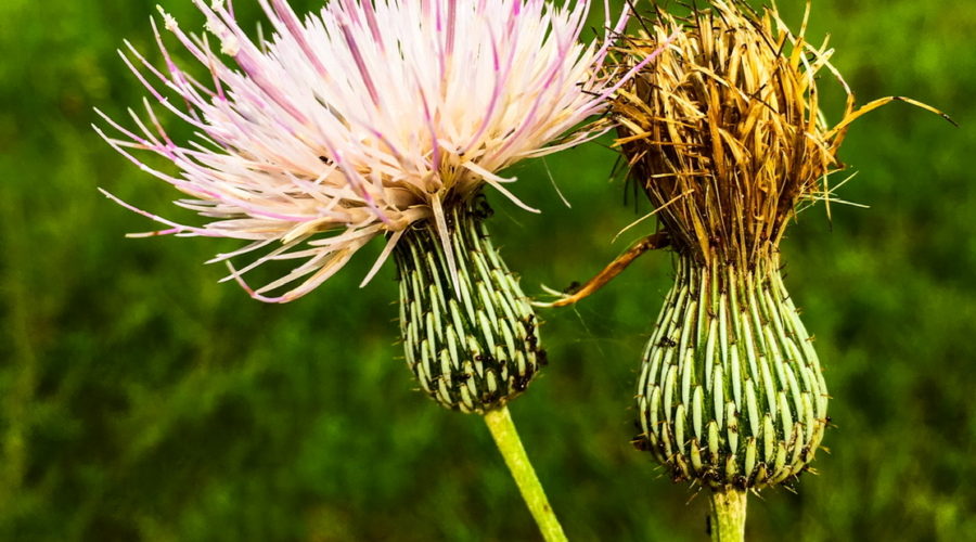 Three purple thistle flowers, one in full bloom, one by gone, and one still a bud top a thistle bush in a grassy area.