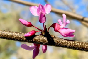 A cluster of three fully open redbud flowers mixed with three as of yet unopened buds. The flowers are a lovely pink, while the buds have a magenta base with pink folded petals.