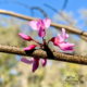 The Beautiful Eastern Redbud is  an Unforgettable Tree