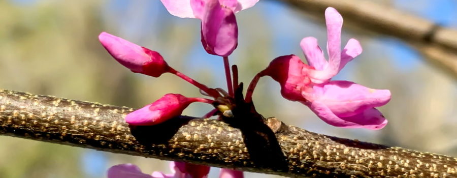 A cluster of three fully open redbud flowers mixed with three as of yet unopened buds. The flowers are a lovely pink, while the buds have a magenta base with pink folded petals.