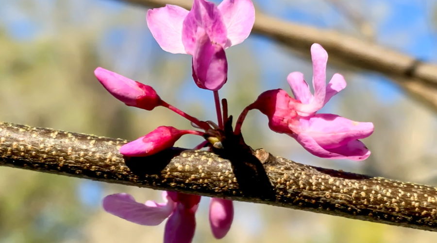 A cluster of three fully open redbud flowers mixed with three as of yet unopened buds. The flowers are a lovely pink, while the buds have a magenta base with pink folded petals.