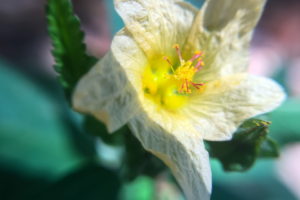 A closeup photo of a pale yellow arrow leaf sida flower emphasizing it’s bright yellow and red center and large amounts of pollen.