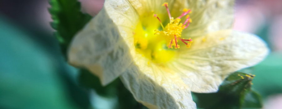 A closeup photo of a pale yellow arrow leaf sida flower emphasizing it’s bright yellow and red center and large amounts of pollen.