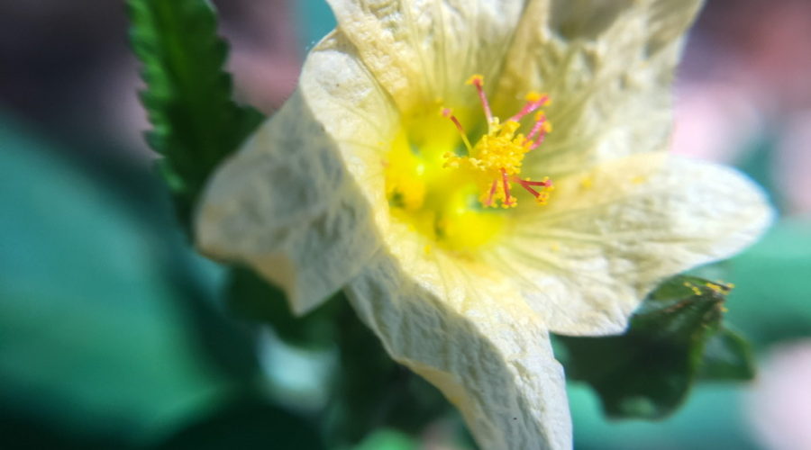 A closeup photo of a pale yellow arrow leaf sida flower emphasizing it’s bright yellow and red center and large amounts of pollen.