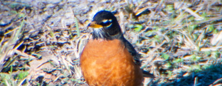 An adult male robin standing alertly in the grass alongside a rural roadway.
