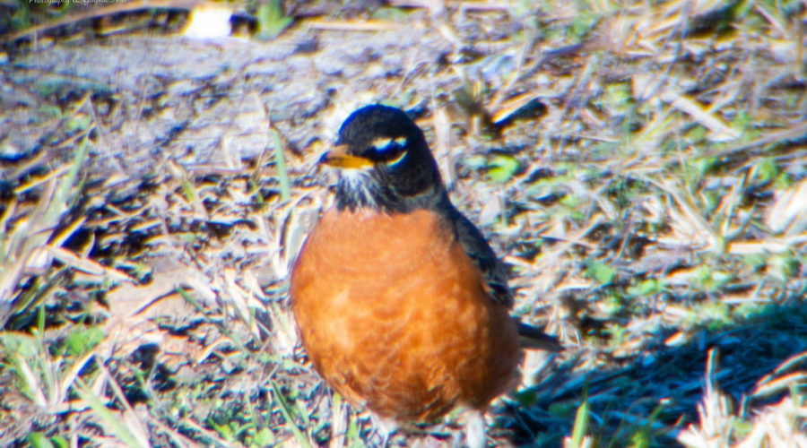 An adult male robin standing alertly in the grass alongside a rural roadway.