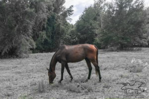 A full color bay gelding grazing in a grassy field surrounded by trees. The entire background is in black and white.