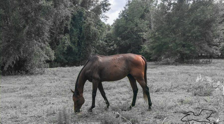 A full color bay gelding grazing in a grassy field surrounded by trees. The entire background is in black and white.