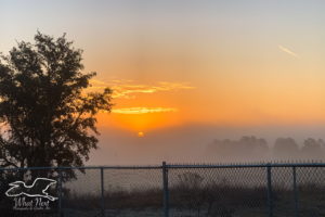 An early morning sunrise with an orange sun beginning to rise above the mist over a central Florida wooded area. There is a small oak and a chain link fence in the foreground.