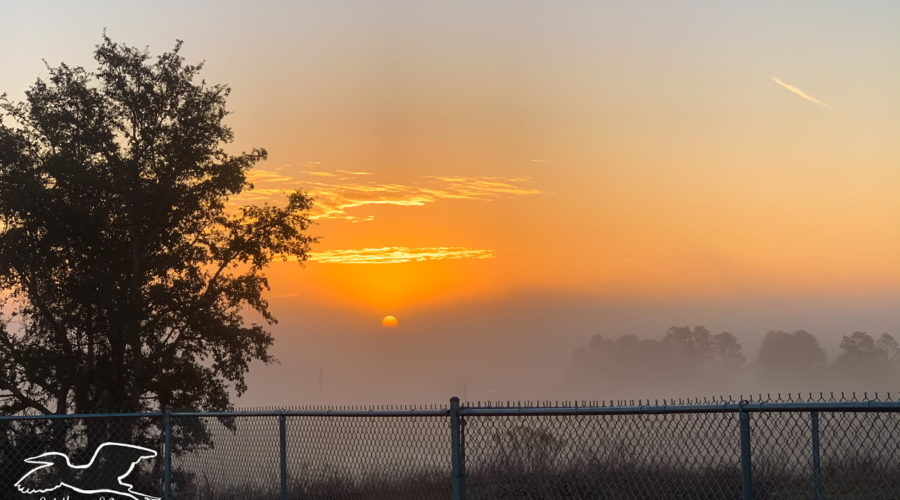 An early morning sunrise with an orange sun beginning to rise above the mist over a central Florida wooded area. There is a small oak and a chain link fence in the foreground.