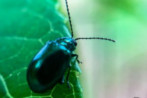 A smooth shiny metallic green alder leaf beetle with long segmented antennae crawling along the edge of a large green leaf.