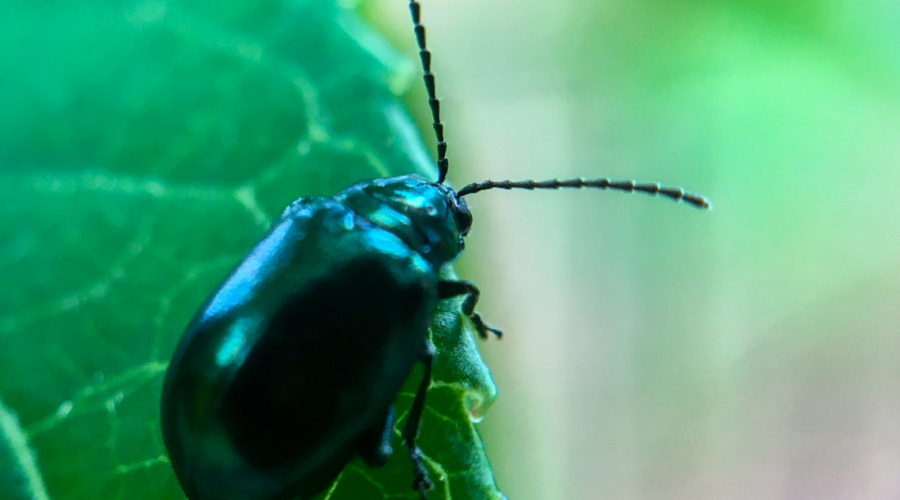 A smooth shiny metallic green alder leaf beetle with long segmented antennae crawling along the edge of a large green leaf.