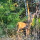 There are Three Beautiful Florida Subspecies of Whitetail Deer