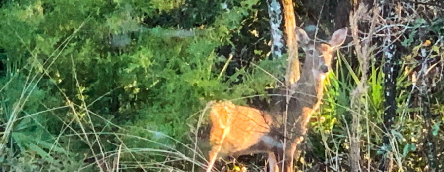 A whitetail deer stands at attention in the woods while looking for signs of danger.