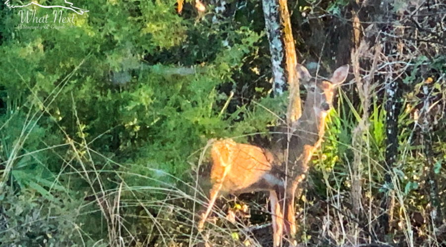 A whitetail deer stands at attention in the woods while looking for signs of danger.