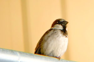 A male house sparrow sits on top of a piece of fencing guarding his nest and feeding grounds.