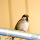 The Interesting House Sparrow Chooses to Live Near People