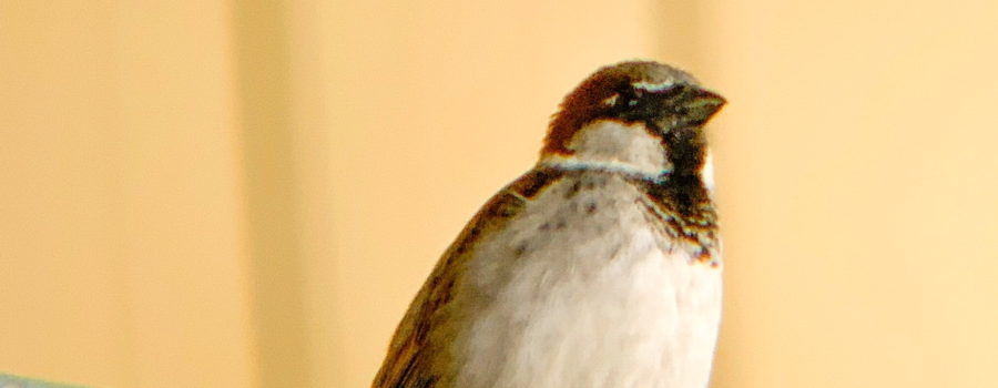 A male house sparrow sits on top of a piece of fencing guarding his nest and feeding grounds.