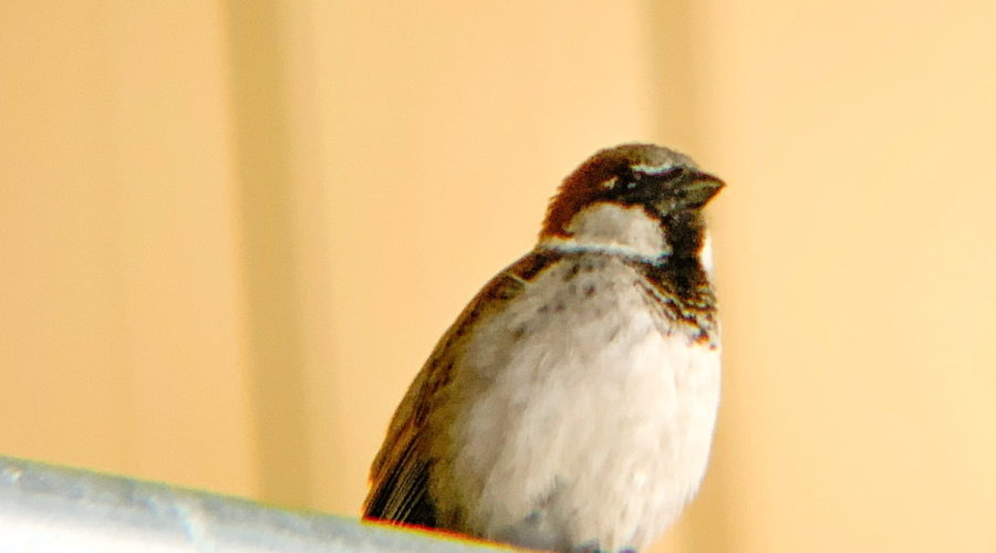 A male house sparrow sits on top of a piece of fencing guarding his nest and feeding grounds.