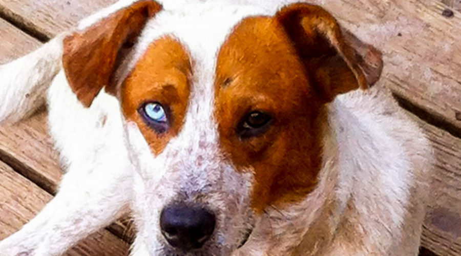 A mostly white Australian cattle dog mix with red ears and eye patches and one blue eye bathing in the sun on a faded wooden deck in the early morning.