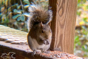 A hungry brownish grey squirrel perches on its hind legs with bushy tail curled over its back while grasping a sunflower seed in its front feet.