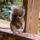 It’s Beautiful How Adaptable the Eastern Grey Squirrel Is