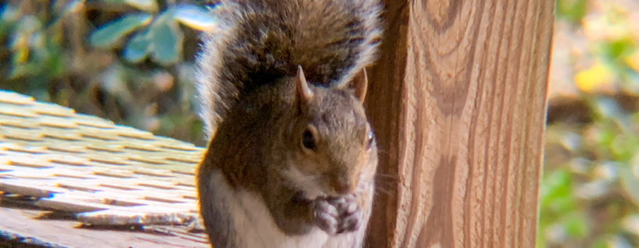 A hungry brownish grey squirrel perches on its hind legs with bushy tail curled over its back while grasping a sunflower seed in its front feet.