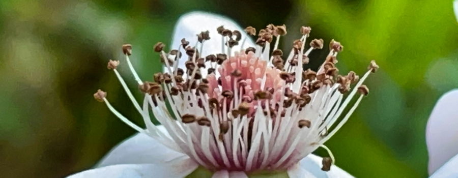 A closeup side view of the peach colored and white center of a dewberry surrounded by white petals drooping away from that center.