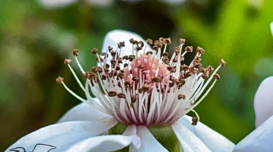 A closeup side view of the peach colored and white center of a dewberry surrounded by white petals drooping away from that center.