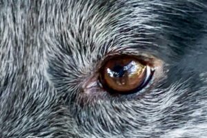 A closeup photograph of the shiny brown eye amidst the surrounding salt and pepper fur of a black and white dog.