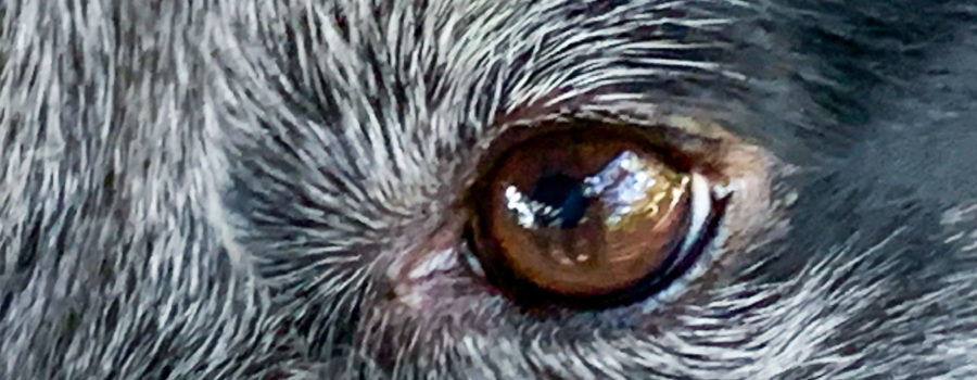 A closeup photograph of the shiny brown eye amidst the surrounding salt and pepper fur of a black and white dog.