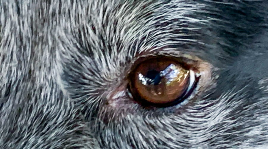 A closeup photograph of the shiny brown eye amidst the surrounding salt and pepper fur of a black and white dog.