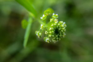 A macro photo of a flower head with many small white flowers and buds at the end of a long stalk on a green background.