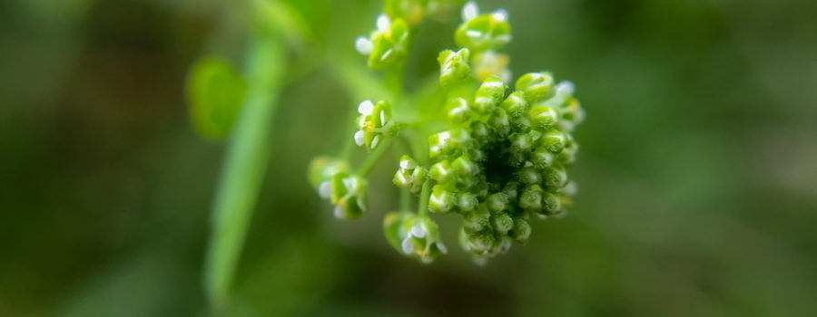 A macro photo of a flower head with many small white flowers and buds at the end of a long stalk on a green background.