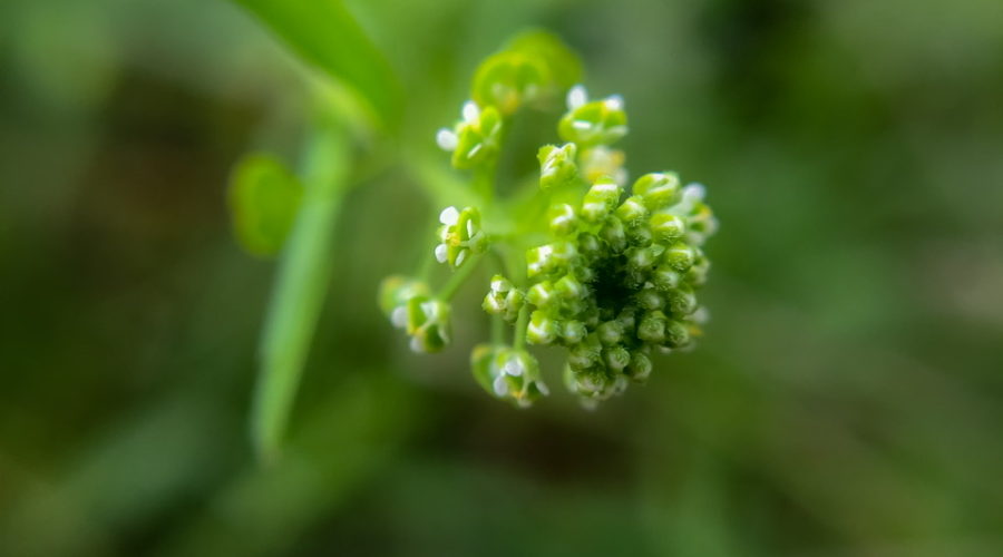 A macro photo of a flower head with many small white flowers and buds at the end of a long stalk on a green background.