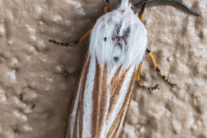 A white and tan striped moth with a fuzzy white head and thorax, black and yellow legs, and bushy black antennae rests on a white textured wall.