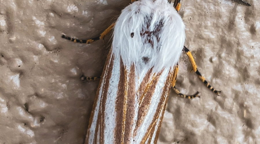 A white and tan striped moth with a fuzzy white head and thorax, black and yellow legs, and bushy black antennae rests on a white textured wall.