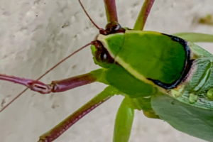 A closeup photo of the head, eyes, antennae, and legs of a large, green, black, and yellow, Florida giant katydid taken as it rests on a white concrete block wall.