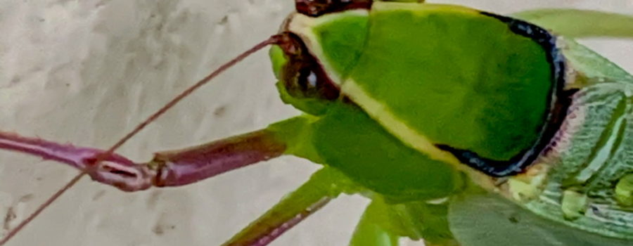 A closeup photo of the head, eyes, antennae, and legs of a large, green, black, and yellow, Florida giant katydid taken as it rests on a white concrete block wall.