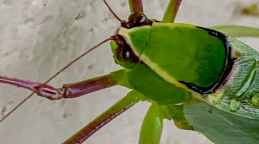 A closeup photo of the head, eyes, antennae, and legs of a large, green, black, and yellow, Florida giant katydid taken as it rests on a white concrete block wall.