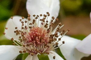 A closeup photo of a white flower with a complex of pink, white, and tan, structures making up the center.