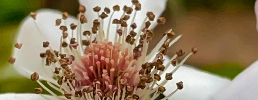 A closeup photo of a white flower with a complex of pink, white, and tan, structures making up the center.