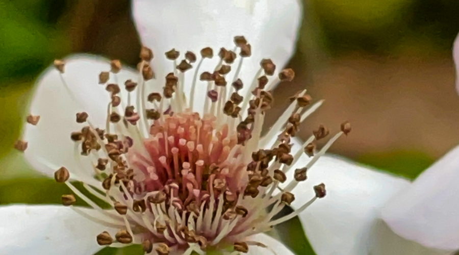 A closeup photo of a white flower with a complex of pink, white, and tan, structures making up the center.