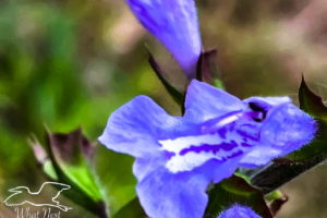 A closeup of a beautiful blue and trumpet shaped lyreleaf sage flower.